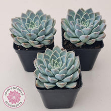 Load image into Gallery viewer, Echeveria 'Alabaster Magic' - John & Norma's Succulents Australia