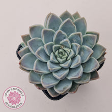 Load image into Gallery viewer, Echeveria 'Alabaster Magic' - John & Norma's Succulents Australia
