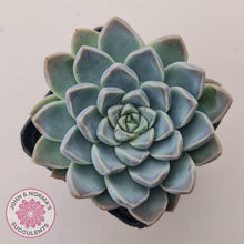 Load image into Gallery viewer, Echeveria 'Alabaster Magic'