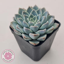 Load image into Gallery viewer, Echeveria 'Alabaster Magic'