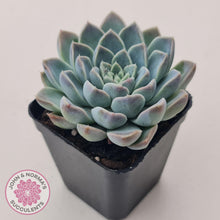 Load image into Gallery viewer, Echeveria 'Alabaster Magic'