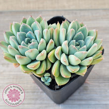 Load image into Gallery viewer, Echeveria Alba Beauty (multi)