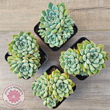 Load image into Gallery viewer, Echeveria Alba Beauty (multi)