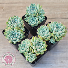Load image into Gallery viewer, Echeveria Alba Beauty (multi)