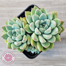 Load image into Gallery viewer, Echeveria Alba Beauty (multi)