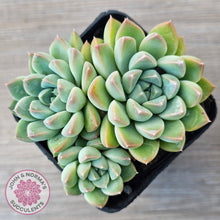 Load image into Gallery viewer, Echeveria Alba Beauty (multi)