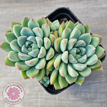 Load image into Gallery viewer, Echeveria Alba Beauty (multi)