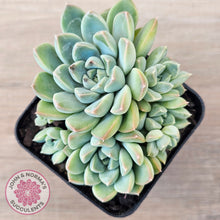 Load image into Gallery viewer, Echeveria Alba Beauty (multi)