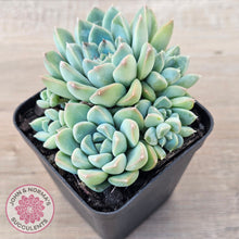 Load image into Gallery viewer, Echeveria Alba Beauty (multi)