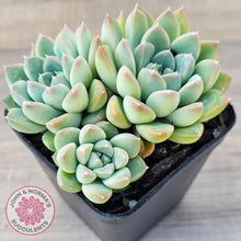 Load image into Gallery viewer, Echeveria Alba Beauty (multi)