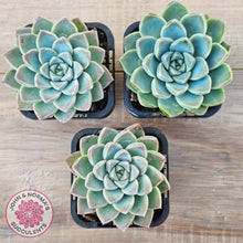 Load image into Gallery viewer, Echeveria Alba Beauty (single)