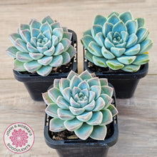 Load image into Gallery viewer, Echeveria Alba Beauty (single)