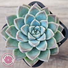Load image into Gallery viewer, Echeveria Alba Beauty (single)