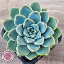 Load image into Gallery viewer, Echeveria Alba Beauty (single)