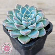 Load image into Gallery viewer, Echeveria Alba Beauty (single)