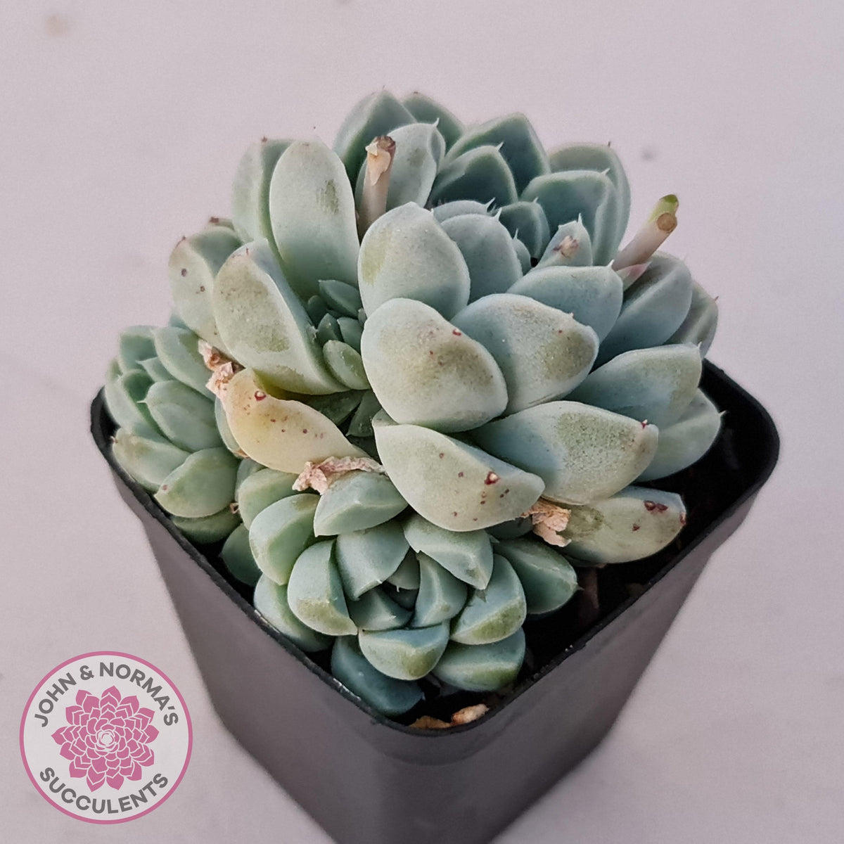 Echeveria albicans