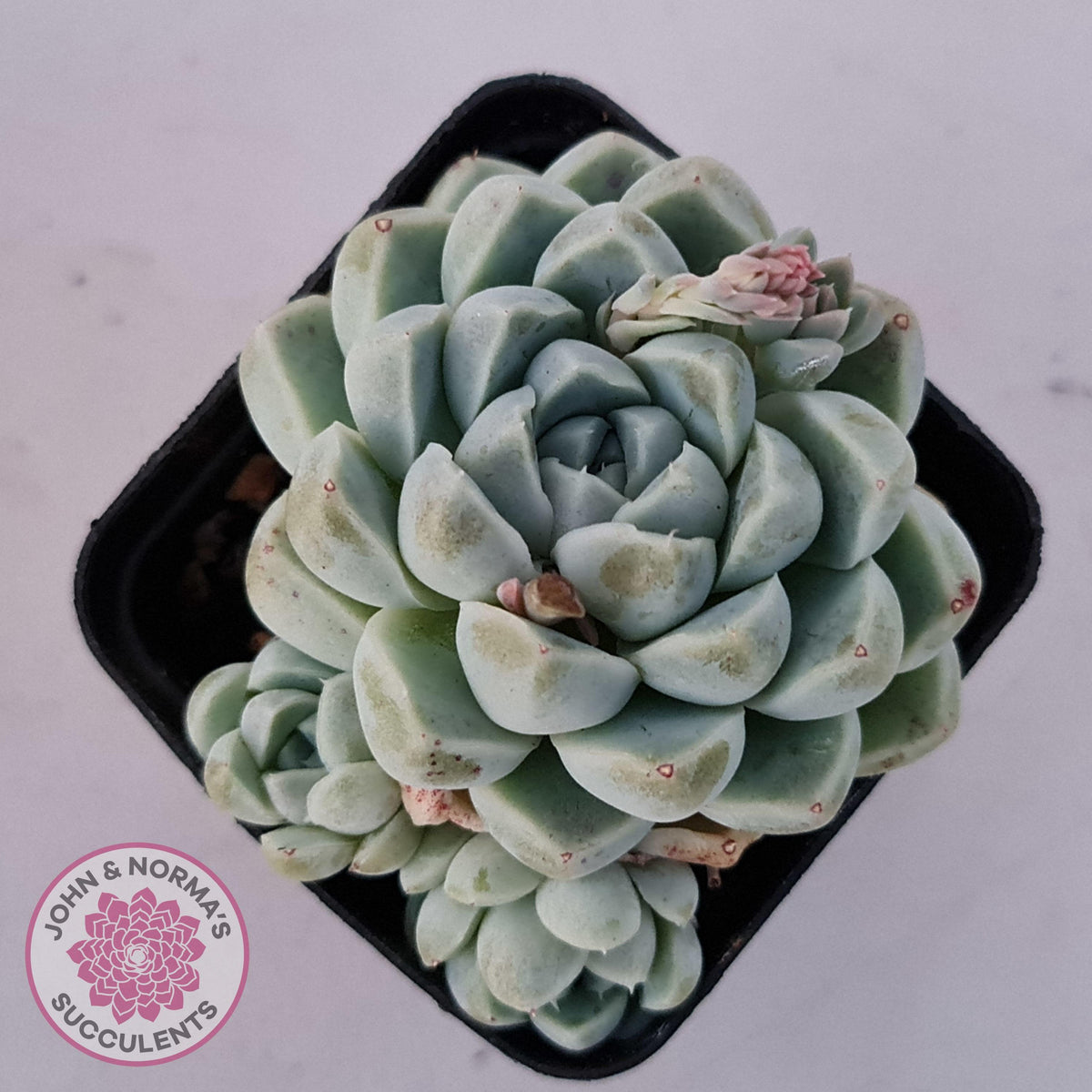 Echeveria albicans