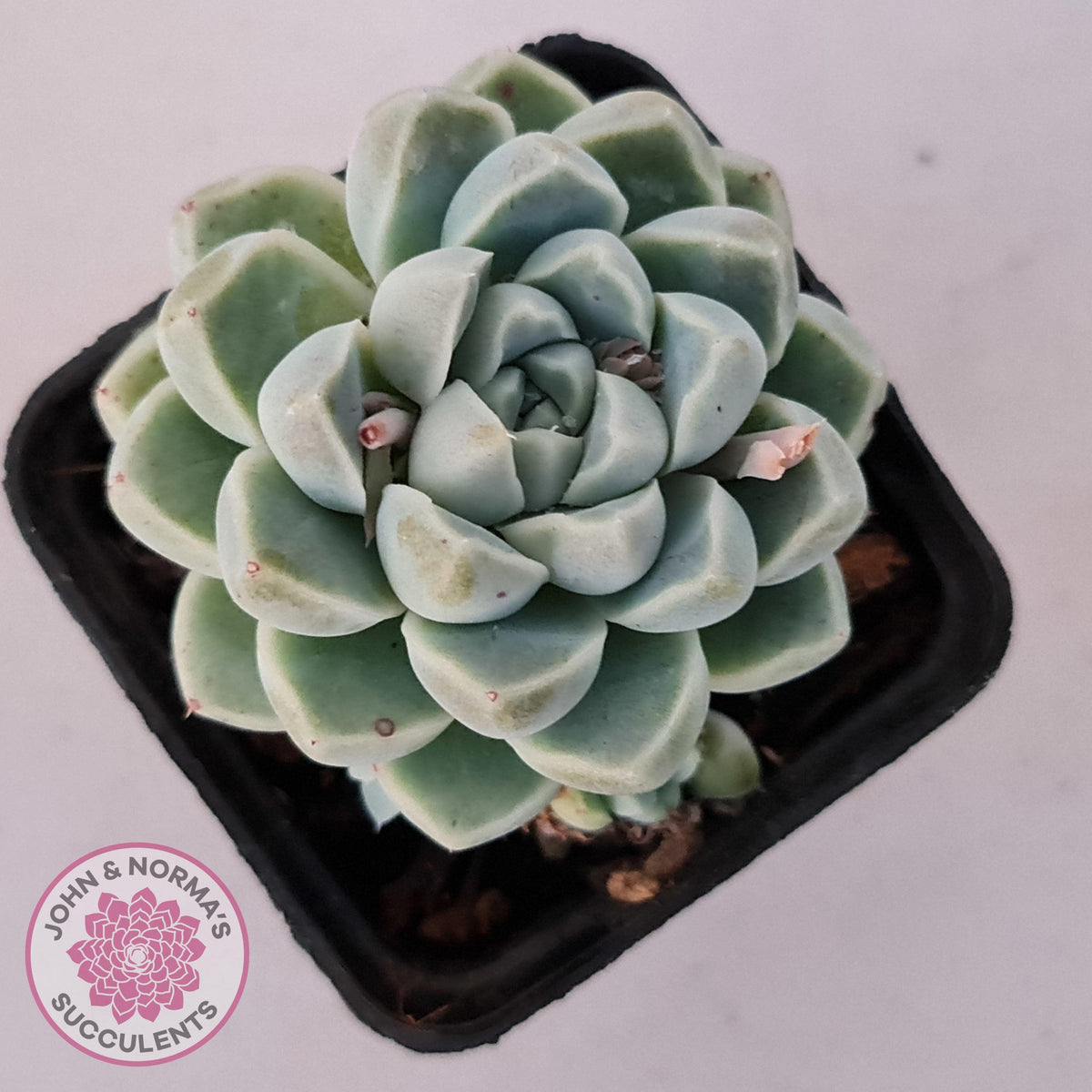 Echeveria albicans