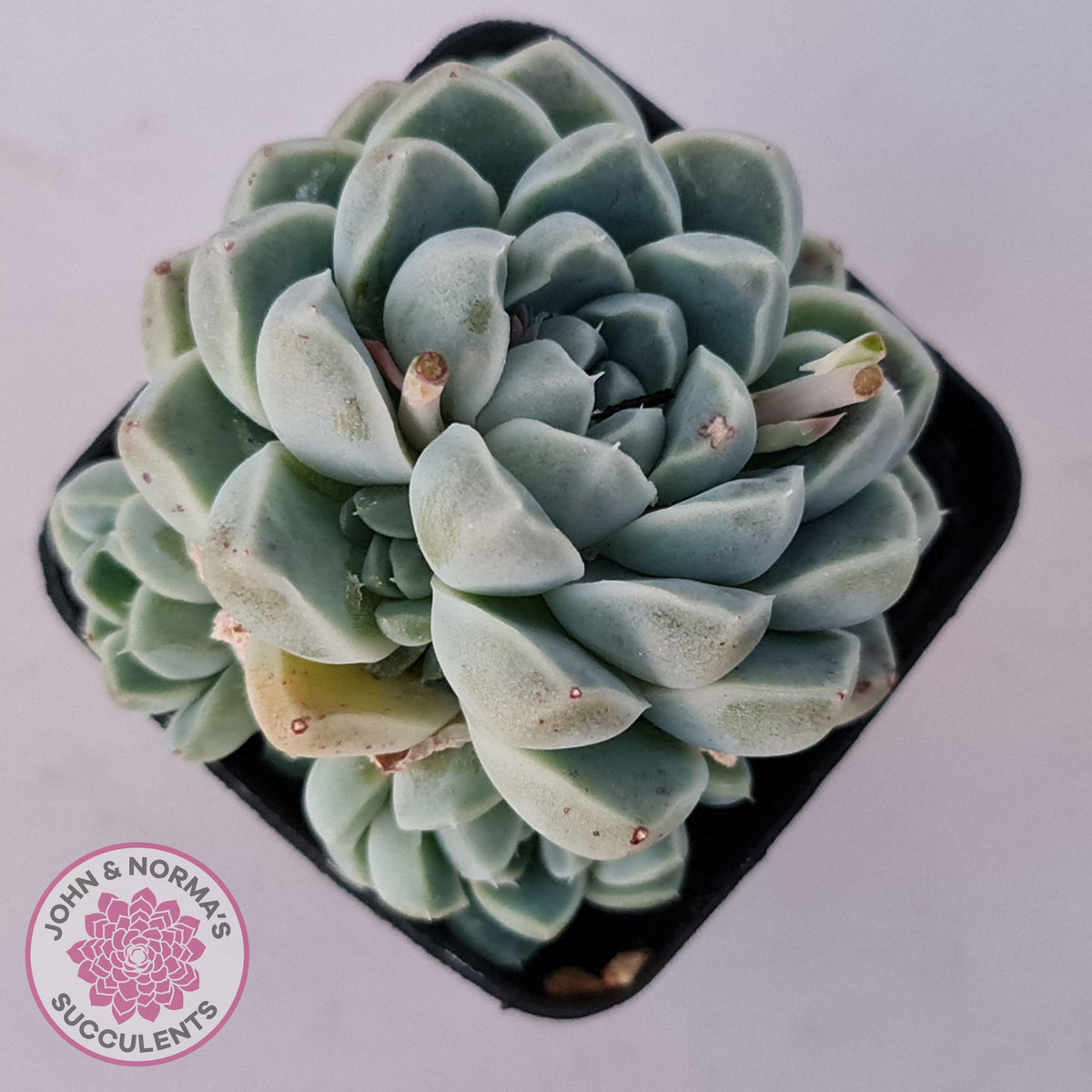 Echeveria albicans
