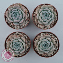 Load image into Gallery viewer, Echeveria 'Amazing Grace' - John & Norma's Succulents Australia