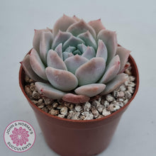 Load image into Gallery viewer, Echeveria 'Amazing Grace' - John & Norma's Succulents Australia
