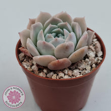 Load image into Gallery viewer, Echeveria 'Amazing Grace' - John & Norma's Succulents Australia