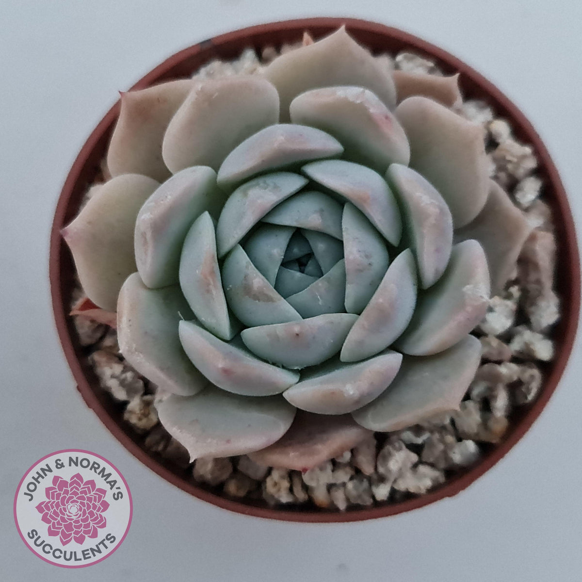 Echeveria 'Amazing Grace'