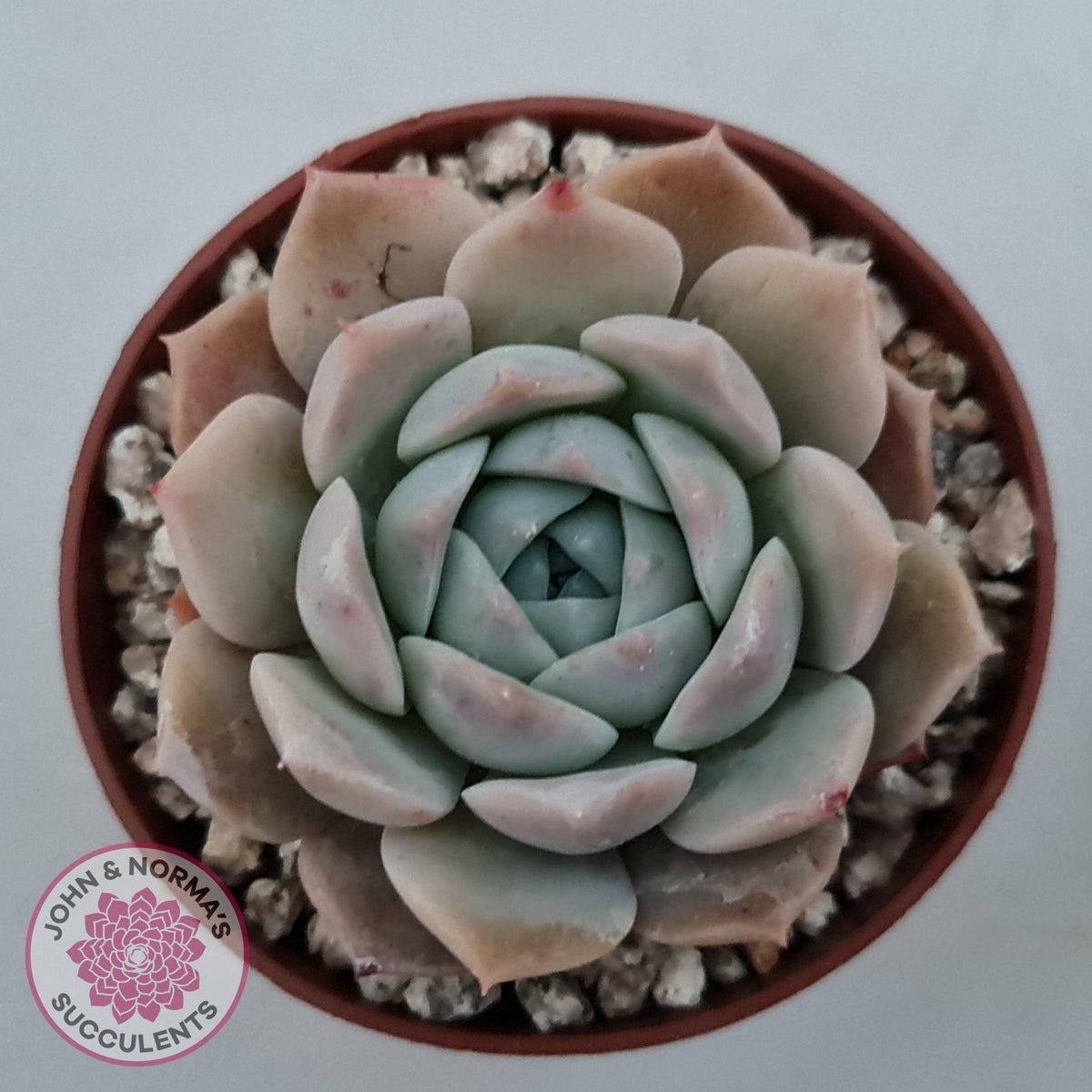 Echeveria 'Amazing Grace'