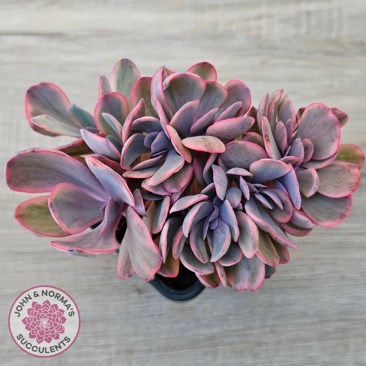 Echeveria 'Angel Wings' Variegata Crested (Large)