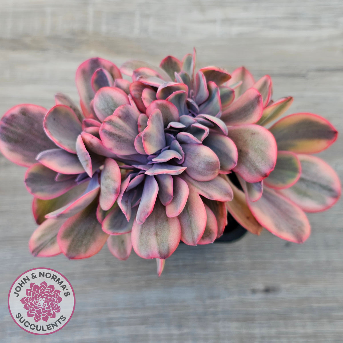 Echeveria 'Angel Wings' Variegata Crested (Large)