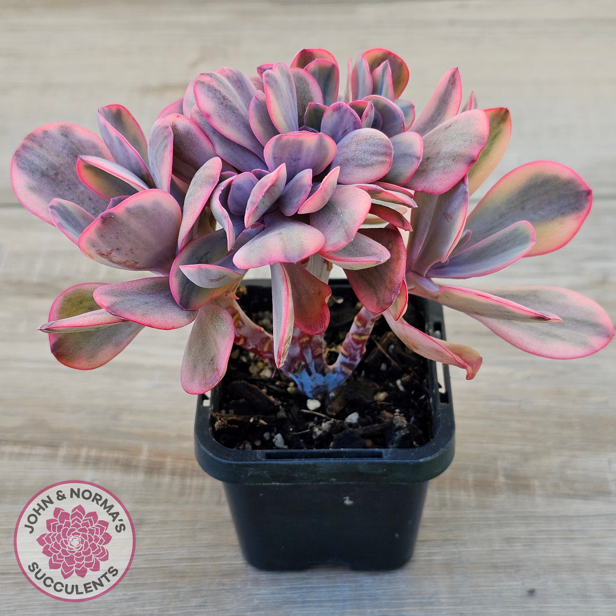 Echeveria 'Angel Wings' Variegata Crested (Large)