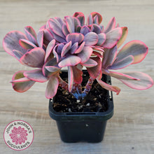 Load image into Gallery viewer, Echeveria 'Angel Wings' Variegata Crested (Large)