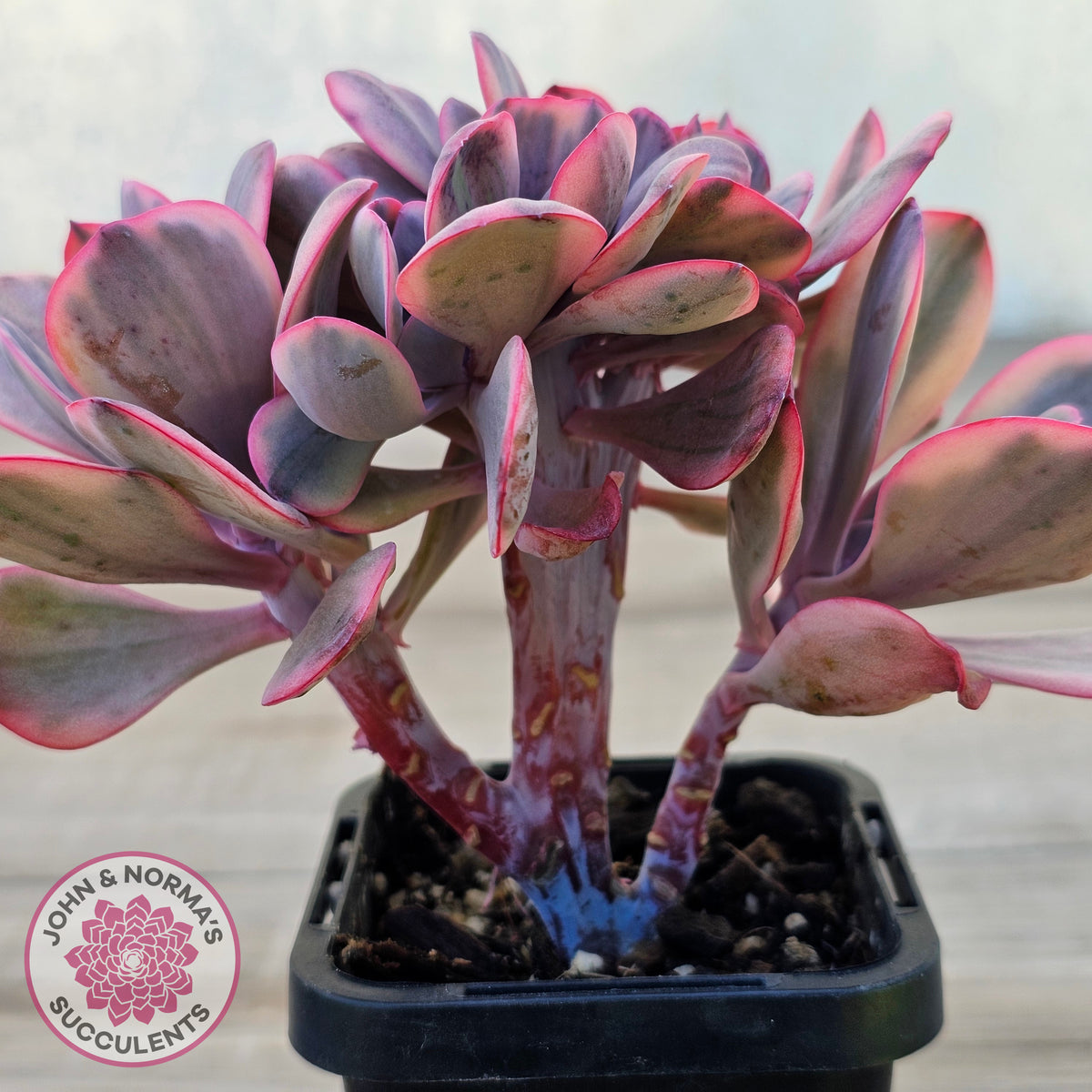 Echeveria 'Angel Wings' Variegata Crested (Large)