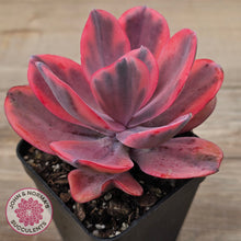 Load image into Gallery viewer, Echeveria 'Angel Wings' Variegated