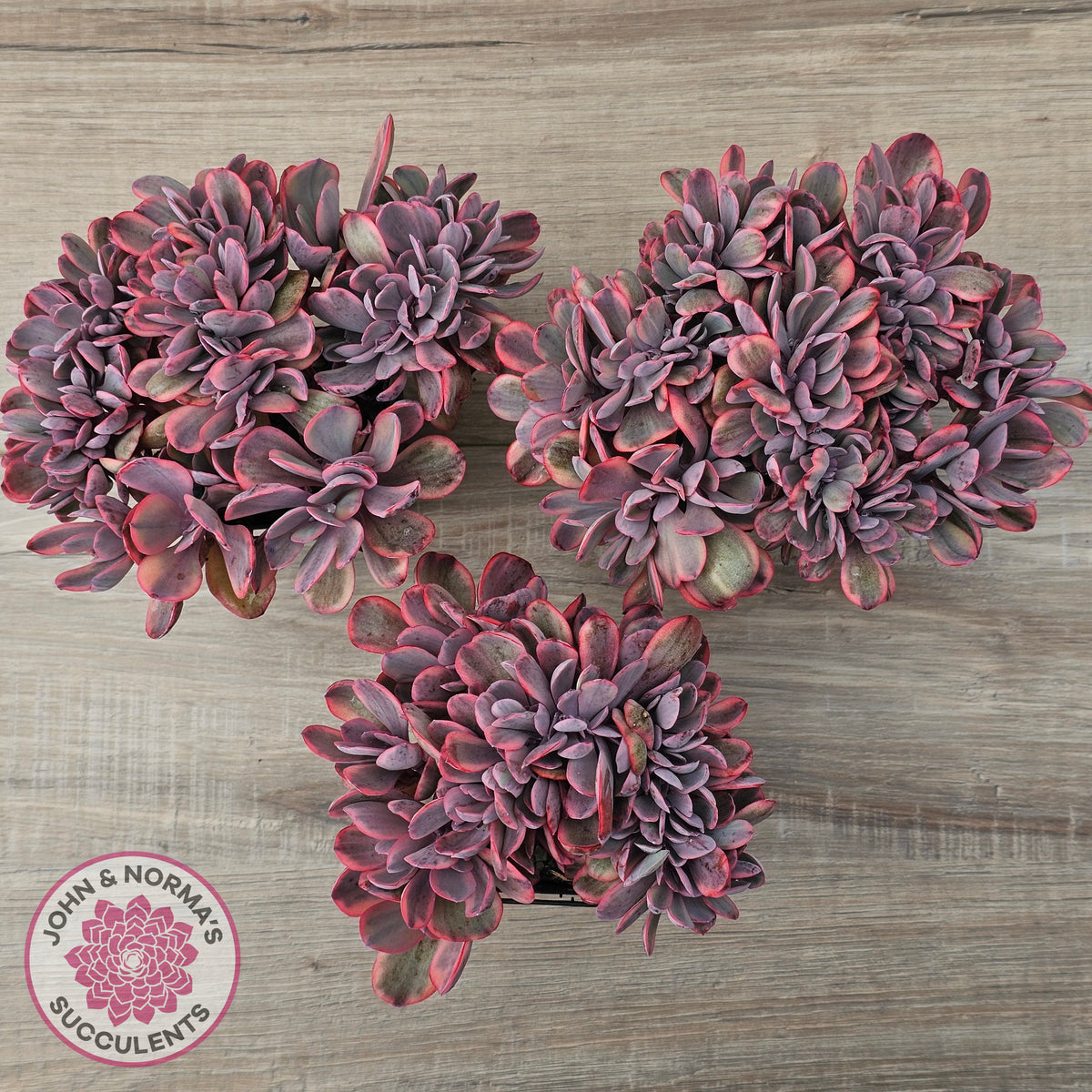 Echeveria 'Angel Wings' Variegata Crested (Large)