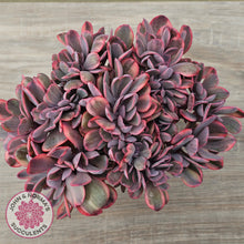 Load image into Gallery viewer, Echeveria 'Angel Wings' Variegata Crested (Large)