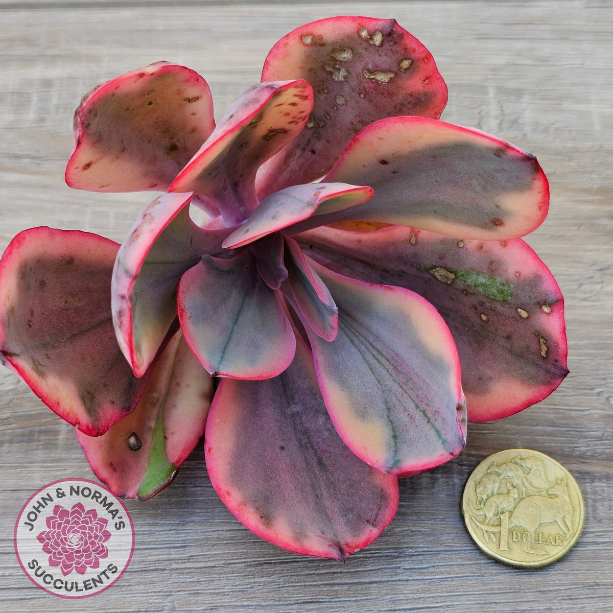 Echeveria 'Angel Wings' Variegated Cuttings