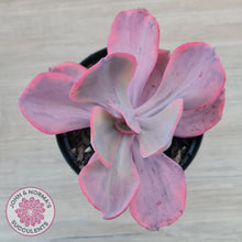 Load image into Gallery viewer, Echeveria Angel Wings Variegated