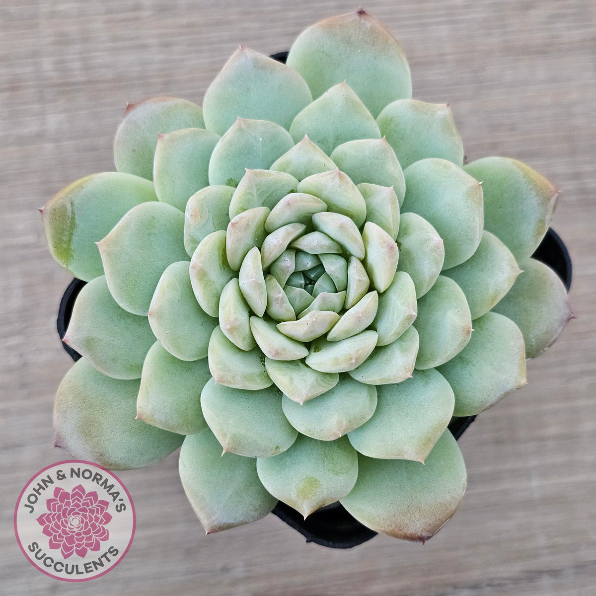 Echeveria 'Apparition'