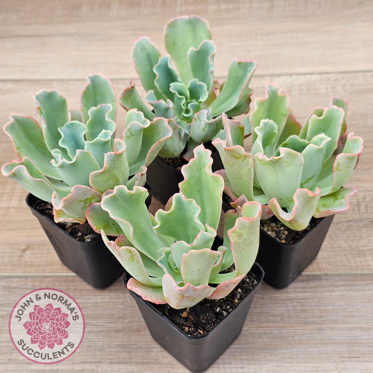 Echeveria 'Aquarius'