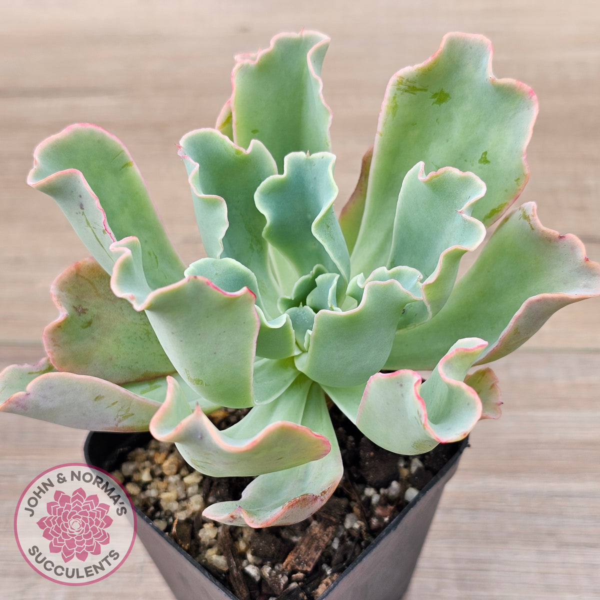 Echeveria 'Aquarius'