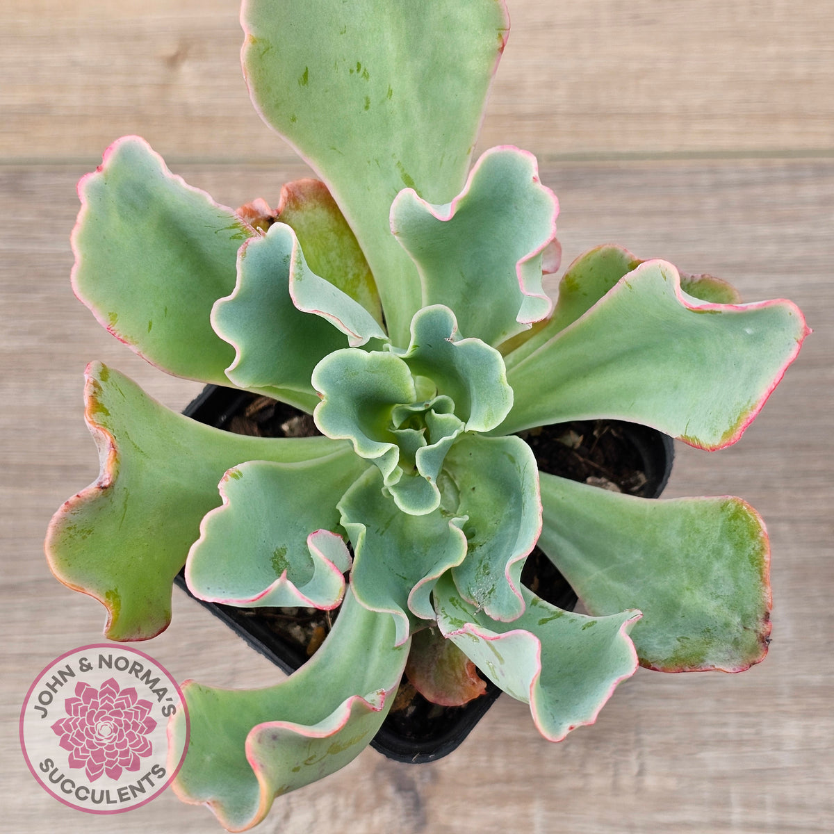 Echeveria 'Aquarius'