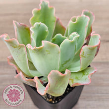 Load image into Gallery viewer, Echeveria 'Aquarius'