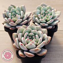 Load image into Gallery viewer, Echeveria Ariel