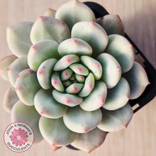 Load image into Gallery viewer, Echeveria Ariel