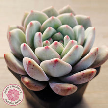 Load image into Gallery viewer, Echeveria Ariel