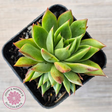 Load image into Gallery viewer, Echeveria 'Belato' PKJ (Double)