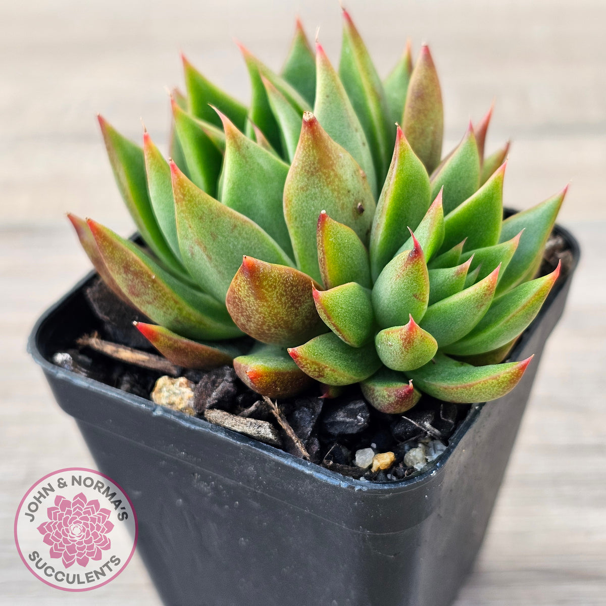 Echeveria 'Belato' PKJ (Double)