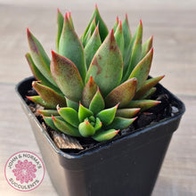 Load image into Gallery viewer, Echeveria 'Belato' PKJ (Double)
