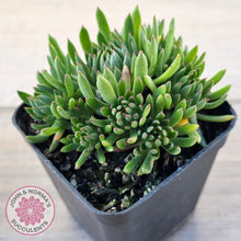 Load image into Gallery viewer, Echeveria Bella var. 'Bella'